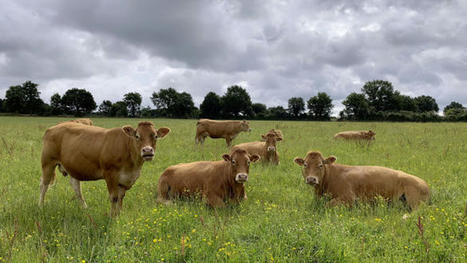 Viande bovine : ils témoignent d’une contractualisation réussie | Actualité Bétail | Scoop.it