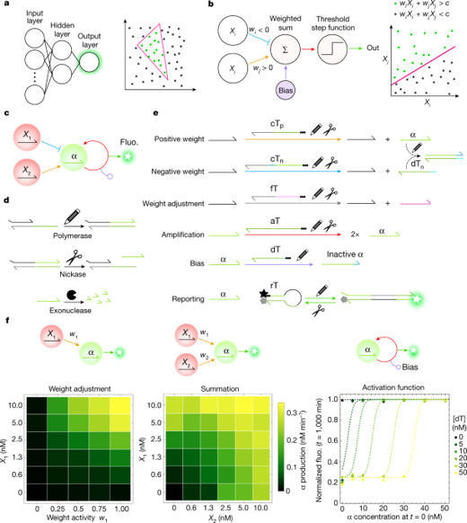 Nonlinear decision-making with enzymatic neural networks | SynBioFromLeukipposInstitute | Scoop.it