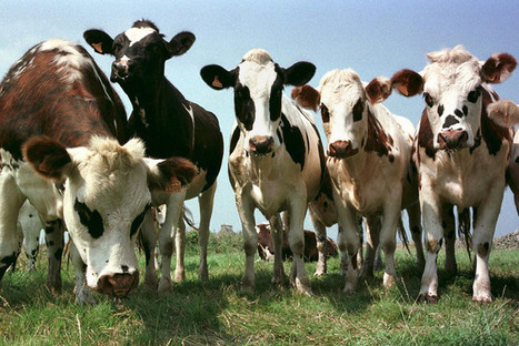 Salon de l’agriculture : industriels et éleveurs main dans la main pour développer la filière bio | Vers la transition des territoires ! | Scoop.it