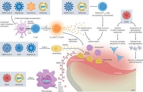 Emerging and underrecognized viral triggers of autoimmune inflammatory rheumatic disease flares | Nature Reviews Rheumatology | Rheumatology-Rhumatologie | Scoop.it