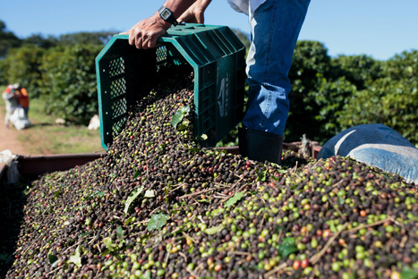 Trump’s Trade Shifts Put Brazil Back in the Agriculture Game | AMÉRIQUES | Scoop.it