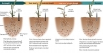 Le #microbiome #racinaire ▶️ � une piste pour améliorer la #résistance des #plantes aux #sécheresses ? - Veille Prospective & Evaluation | RSE et Développement Durable | Scoop.it