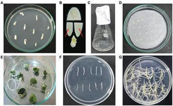 An Efficient Hairy Root System for Validation of Plant Transformation Vector and CRISPR/Cas Construct Activities in Cucumber (Cucumis sativus L.)&nbsp; | Plant Molecular Farming | Scoop.it