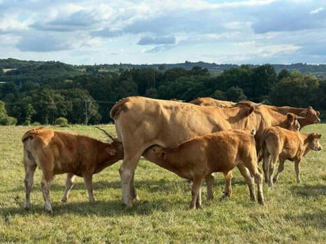 DNC : quels impacts &eacute;conomiques en cas de perte du statut indemne ? | Actualit&eacute; B&eacute;tail | Scoop.it