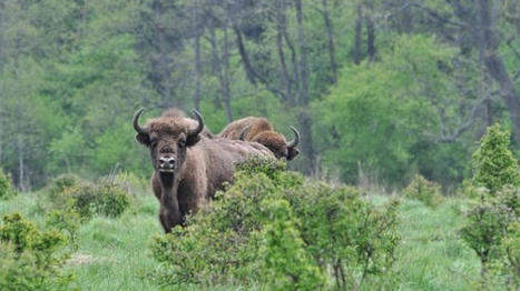 Francis Hallé "LA FORÊT PRIMAIRE DE BIAŁOWIEŻA DOIT ÊTRE SAUVÉE"! | Histoires Naturelles | Scoop.it