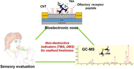 The Bioelectronic Nose — A New Way to Detect Oyster Spoilage Before Consumers Get Sick | Amazing Science | Scoop.it