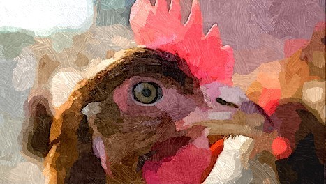 Le poulet de Lou&eacute; enfin admis en Chine | Br&egrave;ves | La Gazette des abattoirs | Scoop.it