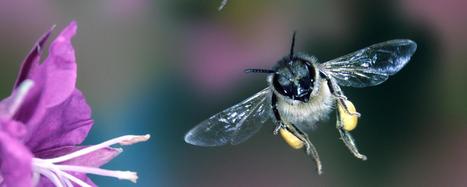 Vingt ans apr&egrave;s le d&eacute;but de l&rsquo;effondrement des&nbsp;colonies, comment se&nbsp;portent les&nbsp;abeilles&nbsp;? | EntomoNews | Scoop.it