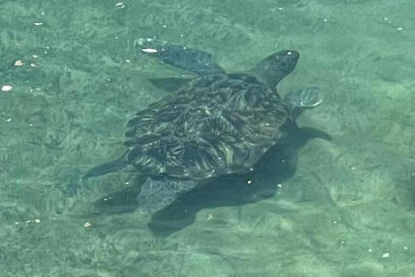 Pollution : 95% des tortues soignées à La Réunion avalent du plastique | Biodiversité | Scoop.it