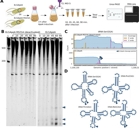 Deoxydinucleotides activate the bacterial anti-phage defense system ApeA | brveco | RMH | Scoop.it