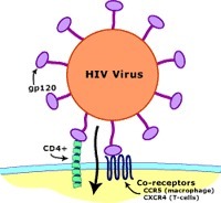 Sangamo: Curing AIDS by targeting CCR5 with zinc finger nucleases | Amazing Science | Scoop.it
