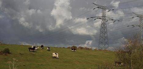 Élevage : Les nuisances de la très haute tension reconnues | Lait de Normandie... et d'ailleurs | Scoop.it