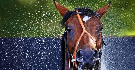 Is This A Celeb Baby Name Or A Kentucky Derby Horse? | Name News | Scoop.it