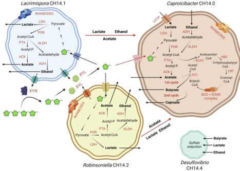 Functional roles of degraders and non-degraders in anaerobic trophic networks converting lignocellulose into monocarboxylates | npj | RMH | Scoop.it