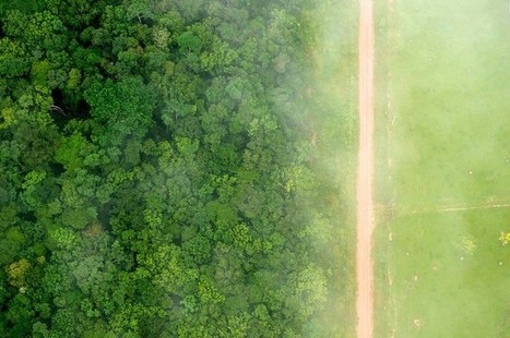 Quantifying the drivers of South American deforestation | RAINFOREST EXPLORER | Scoop.it