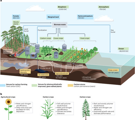 Genome engineering of plant photosynthesis for carbon sequestration | Nrb | RMH | Scoop.it