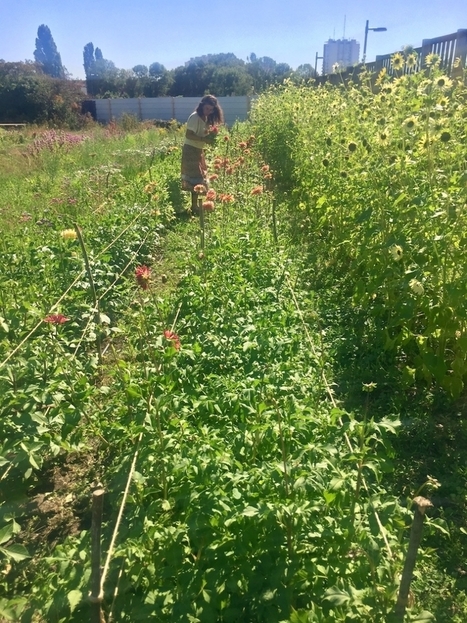 &Agrave; Montreuil, une ferme florale urbaine sur une friche pollu&eacute;e | Nature en ville | Scoop.it
