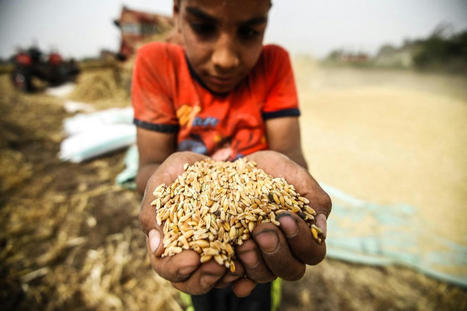 Inside EGYPT’s plan to tackle the wheat crisis | MED-Amin network | Scoop.it