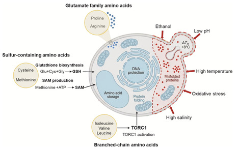 Amino acids in yeast fermentation: A review of their roles from nutrients to modulators | RMH | Scoop.it
