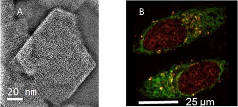 Des nanoparticules « cage » enrobées de cyclodextrines libèrent leur contenu dans les cellules cancéreuses | Life Sciences Université Paris-Saclay | Scoop.it