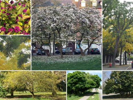 Les services ecosystemiques des arbres et arbustes urbains | Regards croisés sur la transition écologique | Scoop.it