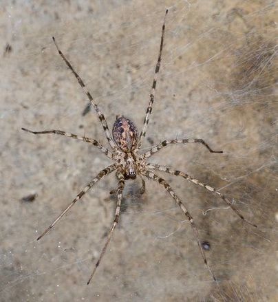 Les araignées pistées sur la Toile | Insect Archive | Scoop.it