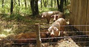 Le village aura son marché de plein vent | Garidech | Scoop.it