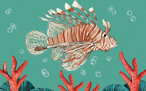 Why the Lionfish Is the Feral Hog of the Sea – | Soggy Science | Scoop.it