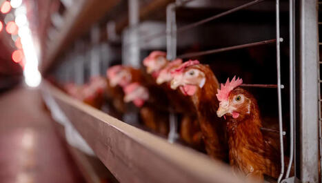 Podcast (37') - Exploitation des animaux&nbsp;: la grande dissimulation | Revue de presse du Centre de doc | Scoop.it