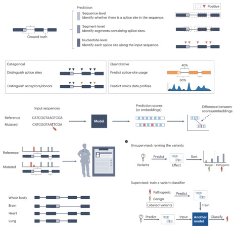 Advances and challenges of splicing prediction with AI | Ngen | RMH | Scoop.it