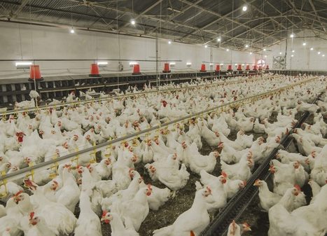 APHIS Finalizes Conditions for Paying Highly Pathogenic Avian Influenza Indemnity | Virology News | Scoop.it