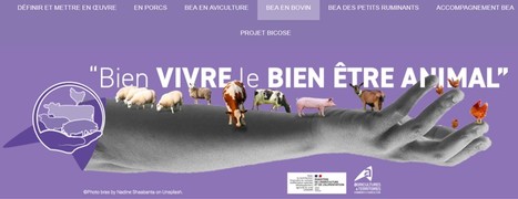 Le B.A. BA du bien-être chez les bovins | Lait de Normandie... et d'ailleurs | Scoop.it