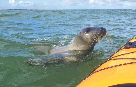 Arcachon : le retour de You ... | Zones humides - Ramsar - Océans | Scoop.it