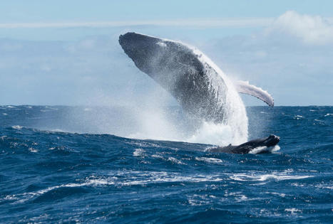 Les baleines avalent 10 millions de microplastiques par jour | Toxique, soyons vigilant ! | Scoop.it