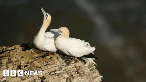 How bad could the tanker collision be for the environment? | Coastal Restoration | Scoop.it