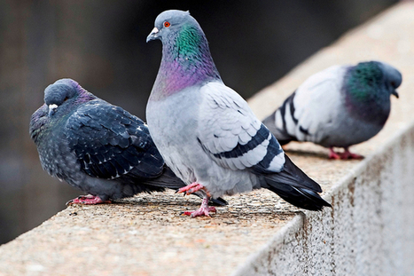 Berne chouchoute ses pigeons | Les oiseaux au gré du vent | Scoop.it