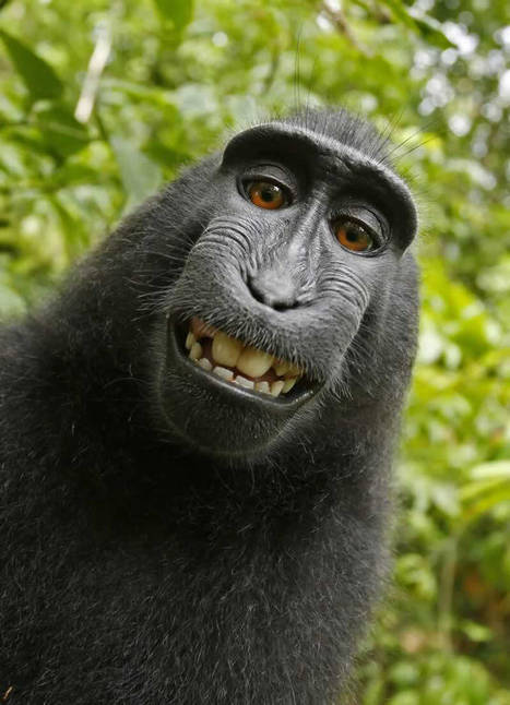 The "Monkey Selfie" Case Has Been Settled — This Is How It Broke Ground for Animal Rights | pixels and pictures | Scoop.it