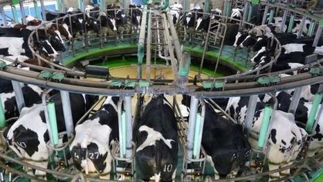 Marchés laitiers : Comment la Chine restructure sa production pour moins dépendre des importations | Lait de Normandie... et d'ailleurs | Scoop.it