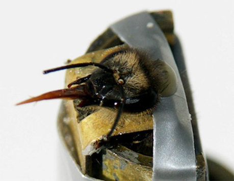 Le mystère de l'intelligence des abeilles enfin éclairci | EntomoNews | Scoop.it