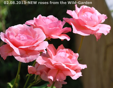 Gardening: The Wild-Garden | Hobby, LifeStyle and much more... (multilingual: EN, FR, DE) | Scoop.it