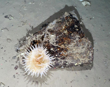 Découvre en photos et vidéos les créatures marines cachées dans les profondeurs de l'Antarctique depuis 50 ans | Histoires Naturelles | Scoop.it