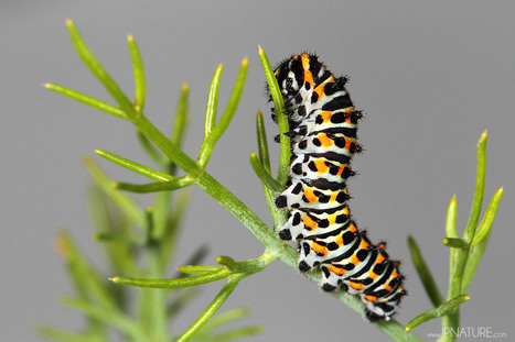 JPnature photographies | Chenille de Machaon (Papilio machaon) | Variétés entomologiques | Scoop.it