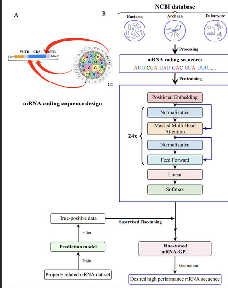 Large generative mRNA language foundation model for efficient coding sequence generation and design with mRNA-GPT | brvai | RMH | Scoop.it