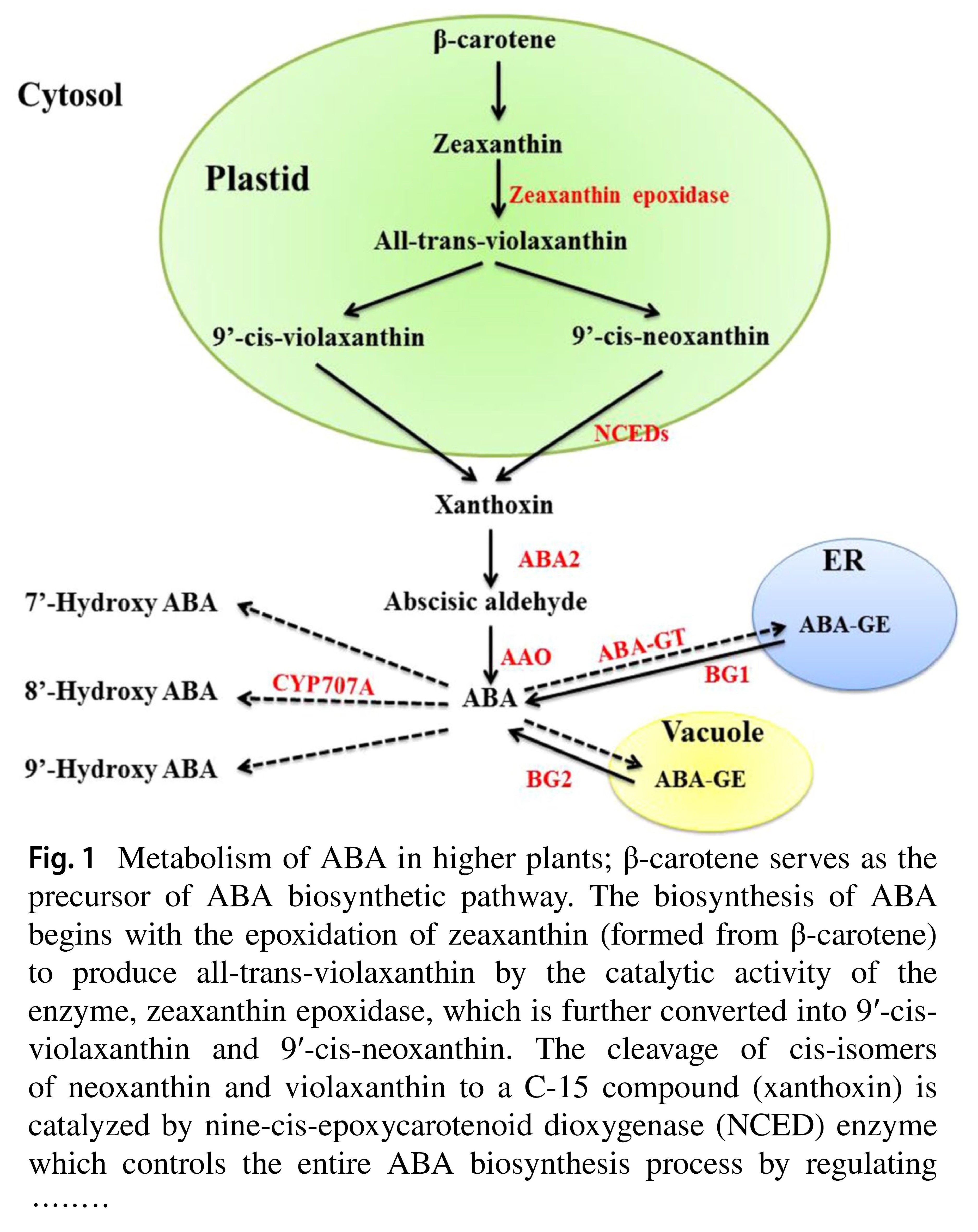 Abscisic acid in plants under abiotic stress: c...