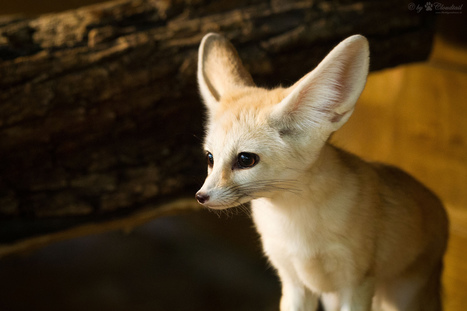 Fennekki | 1Uutiset - Lukemisen tähden | Scoop.it