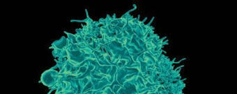 Mucosal Vaccines Protect Mice from Viruses, Cancer | Mucosal Immunity | Scoop.it