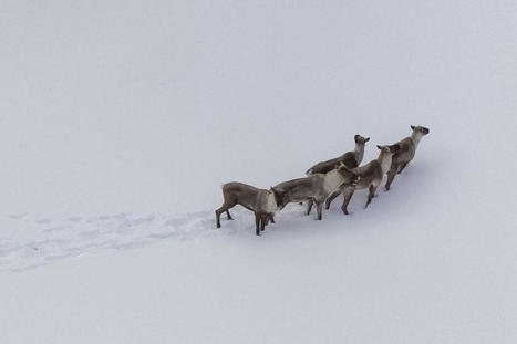 Protection du caribou: Legault invite Ottawa à ne pas s’en mêler | Actualités | Le Quotidien - Chicoutimi | Ils parlent de nous ! | Scoop.it