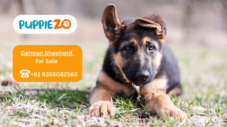 German Shepherd Puppies for sale in Delhi NCR/India At Best Prices | Puppiezo | Puppiezo | Scoop.it