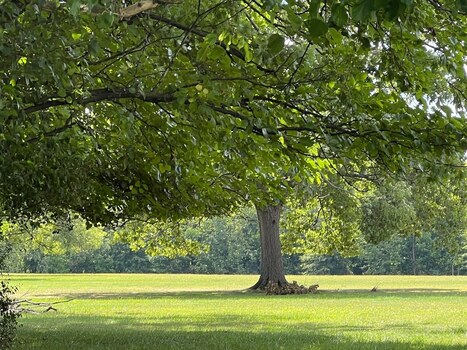 Before letting the dogs out, Parma Heights crafts dog park ordinance    - cleveland.com | Industry 411 - Waste Management | Scoop.it