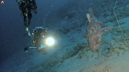 En vidéo : Laurent Ballesta plonge avec les coelacanthes | Biodiversité | Scoop.it